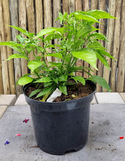 Capsicum 'Habanero'