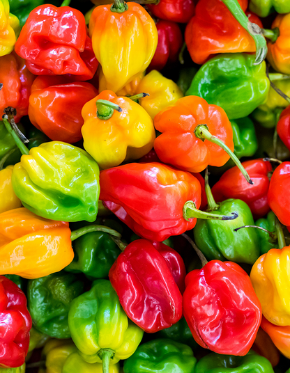 Capsicum 'Habanero'