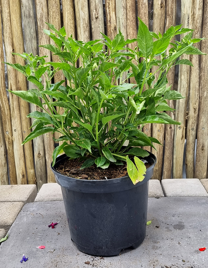 Capsicum 'Tabasco'