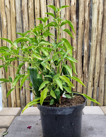 Capsicum 'Jalapeno'