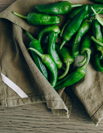 Capsicum 'Jalapeno'