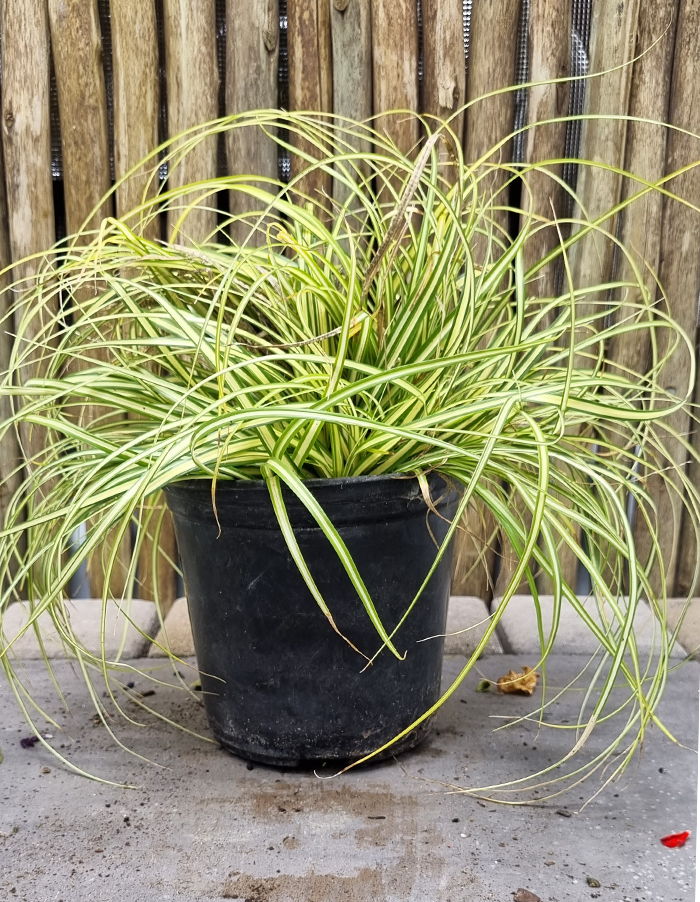 Carex hachijoensis 'Evergold'