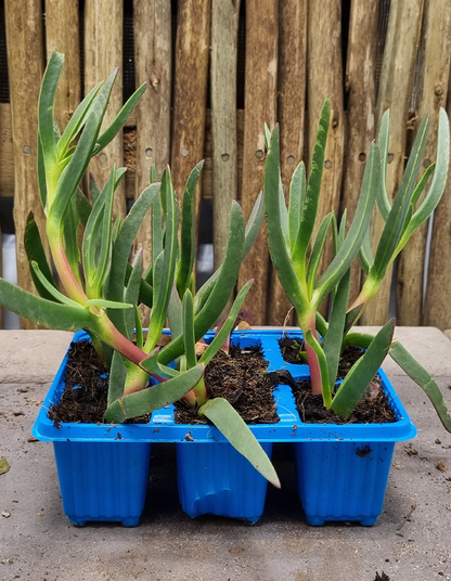 Carpobrotus edulis