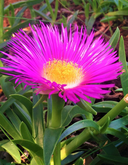 Carpobrotus edulis