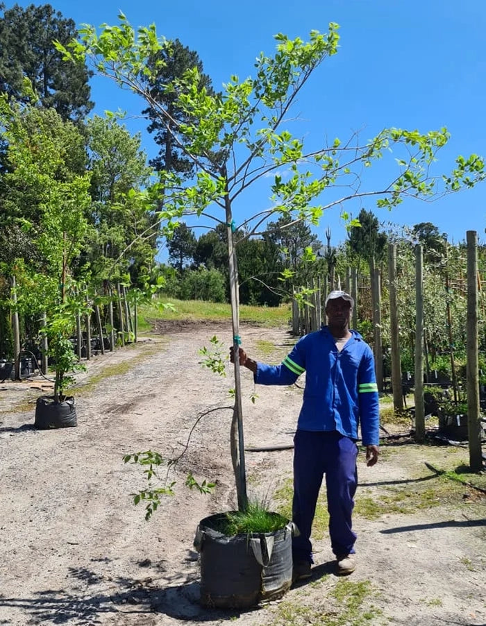 Celtis africana - 70 litre