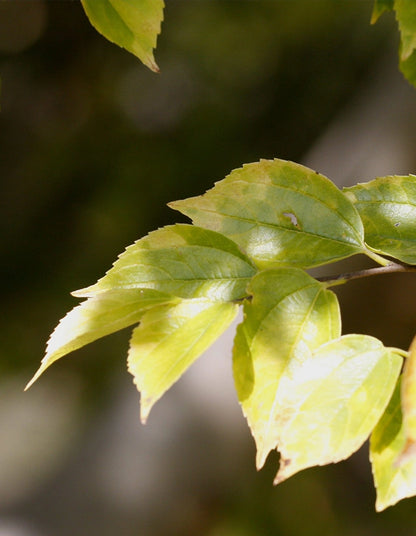 Celtis africana - 70 litre