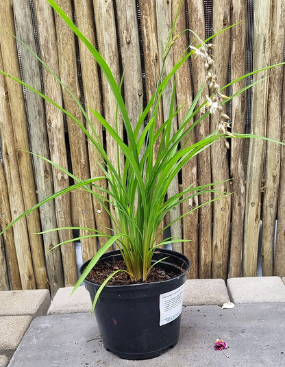 Chlorophytum saundersiae