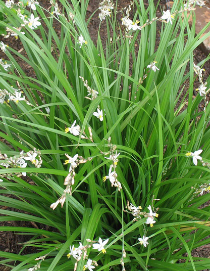 Chlorophytum saundersiae