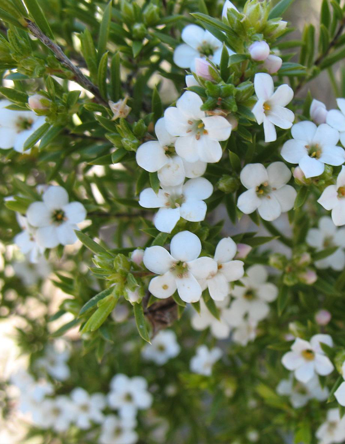 Coleonema alba