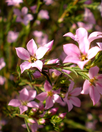 Coleonema pulchellum