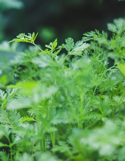 Coriander