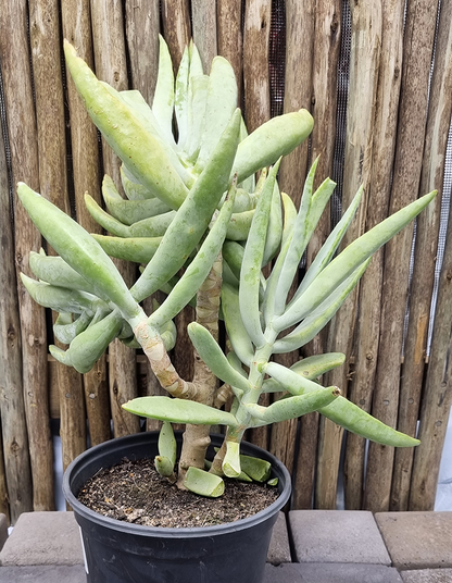 Cotyledon barbeyi