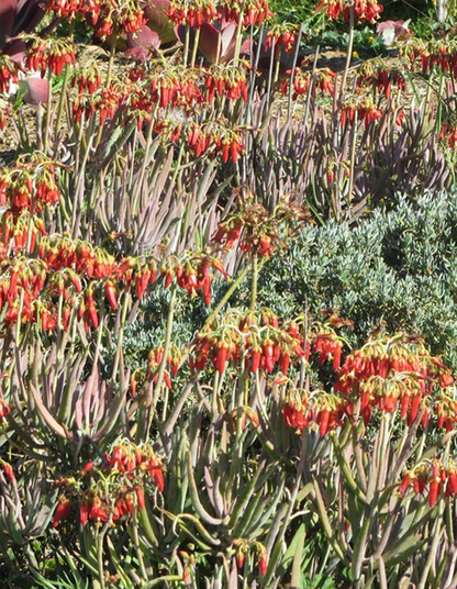 Cotyledon barbeyi