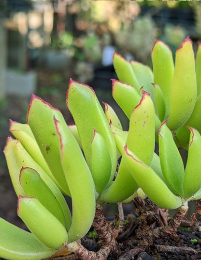 Cotyledon campanulata