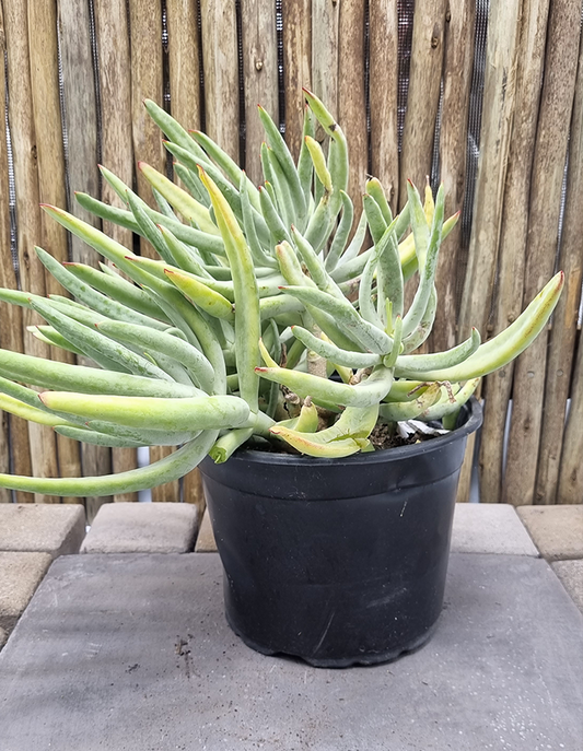 Cotyledon orbiculata 'Firesticks'