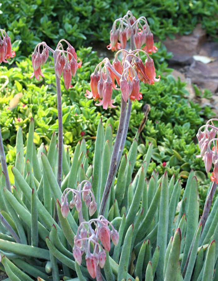 Cotyledon orbiculata 'Firesticks'