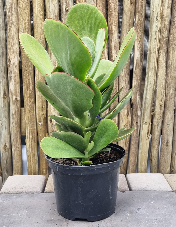 Cotyledon orbiculata 'green'