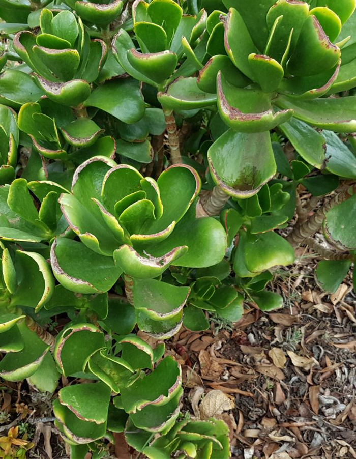 Cotyledon orbiculata 'green'