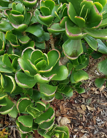 Cotyledon orbiculata 'green'