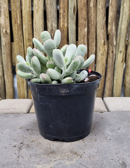 Cotyledon orbiculata var. oophylla minima'