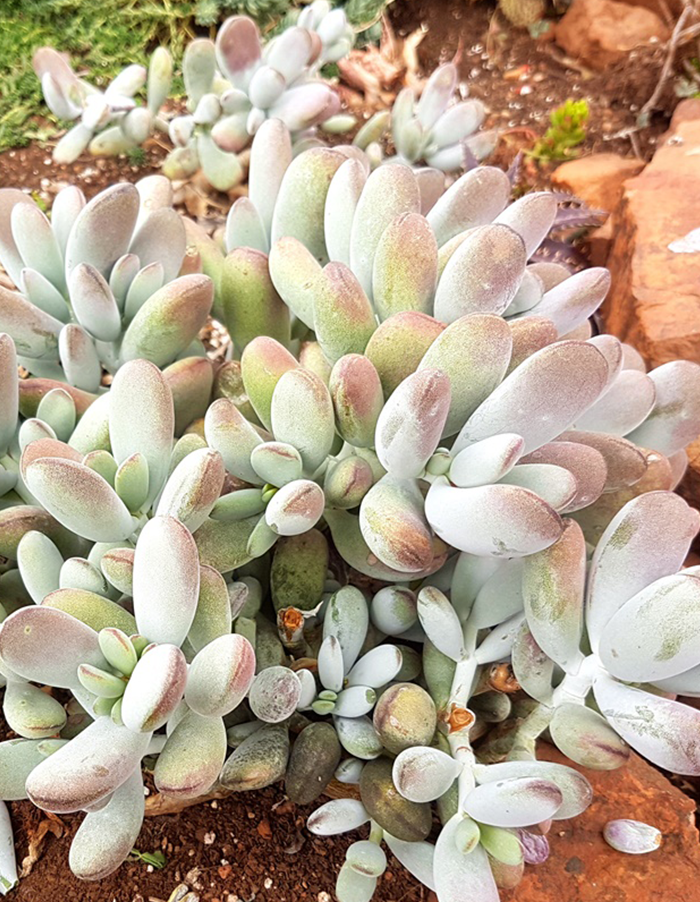 Cotyledon orbiculata var. oophylla minima'