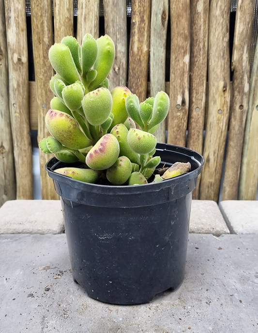 Cotyledon tomentosa subsp. ladismithiensis