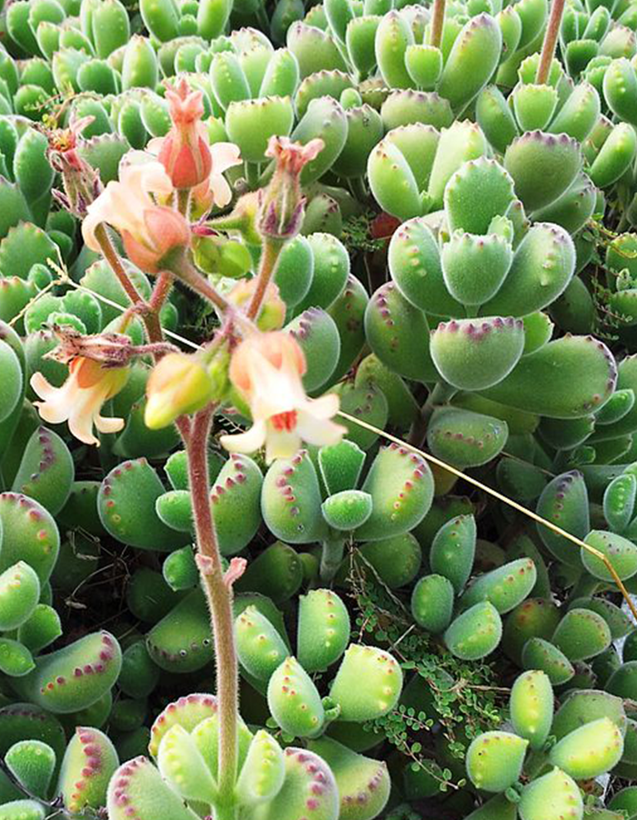 Cotyledon tomentosa subsp. ladismithiensis