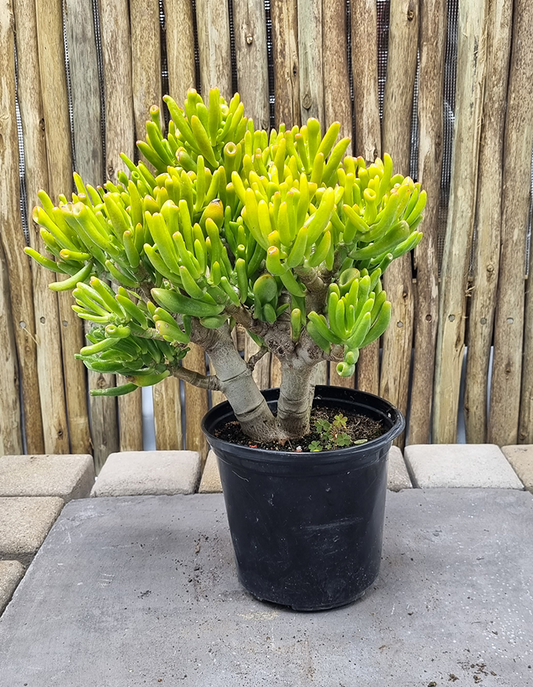 Crassula 'Horntree' Hobbit