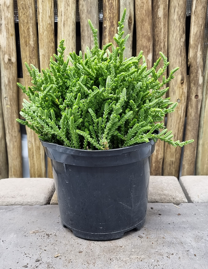 Crassula muscosa 'Rastafari'