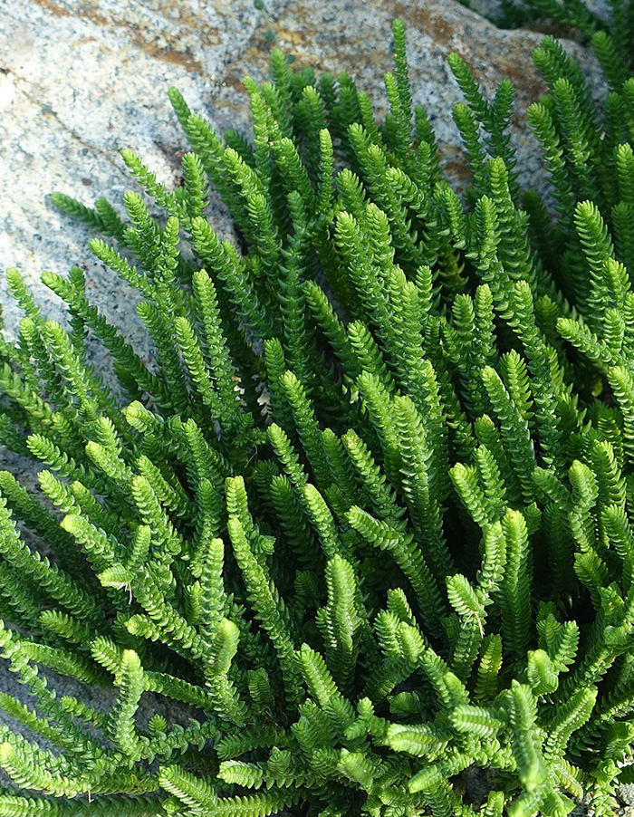 Crassula muscosa 'Rastafari'