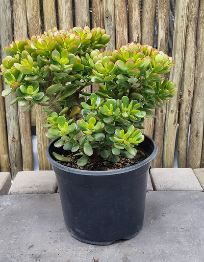 Crassula ovata 'minima'