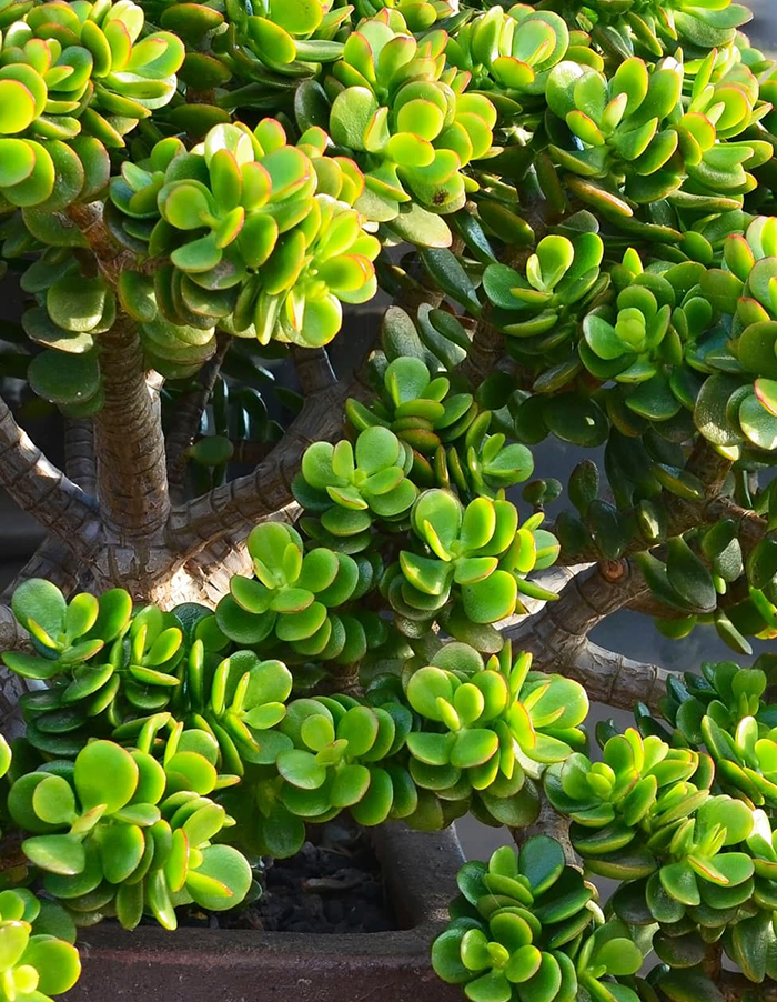 Crassula ovata 'minima'