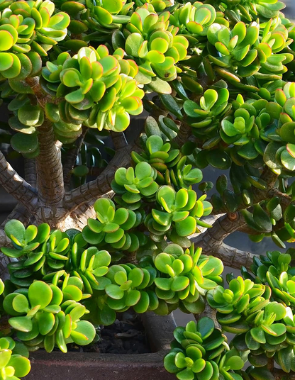 Crassula ovata 'minima'