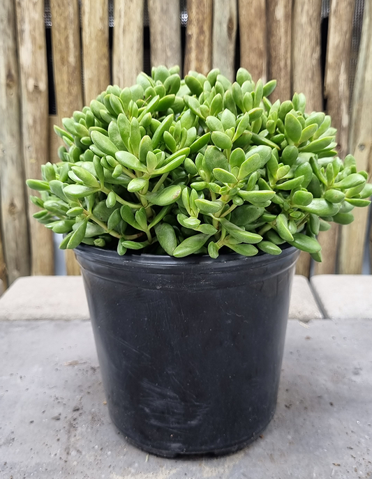 Crassula pubescens 'Red Carpet'