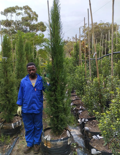 Cupressus sempervirens 'Stricta' - 70 litre