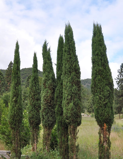 Cupressus sempervirens 'Stricta' - 70 litre