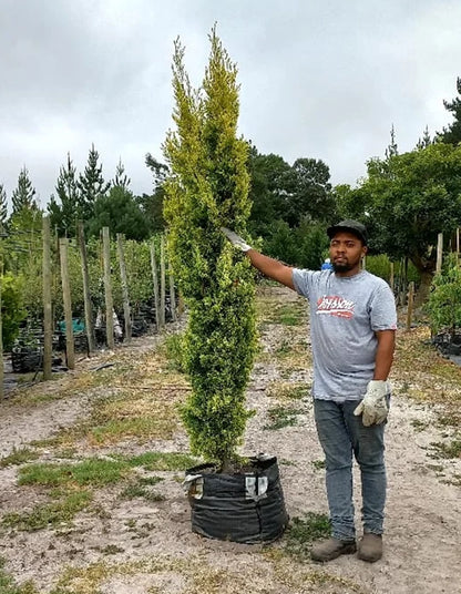 Cupressus sempervirens ' Swanes Gold