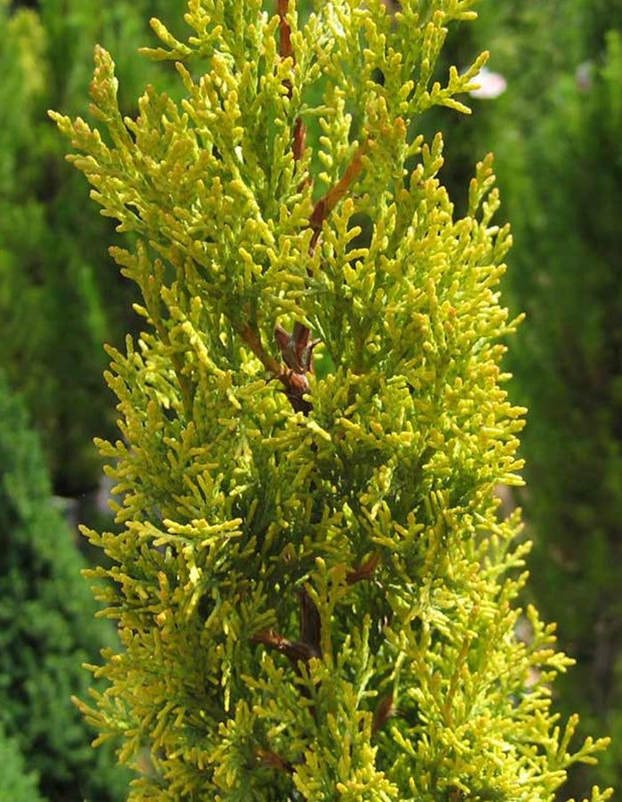 Cupressus sempervirens ' Swanes Gold