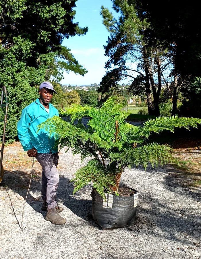 Cyathea australis - 70 litre