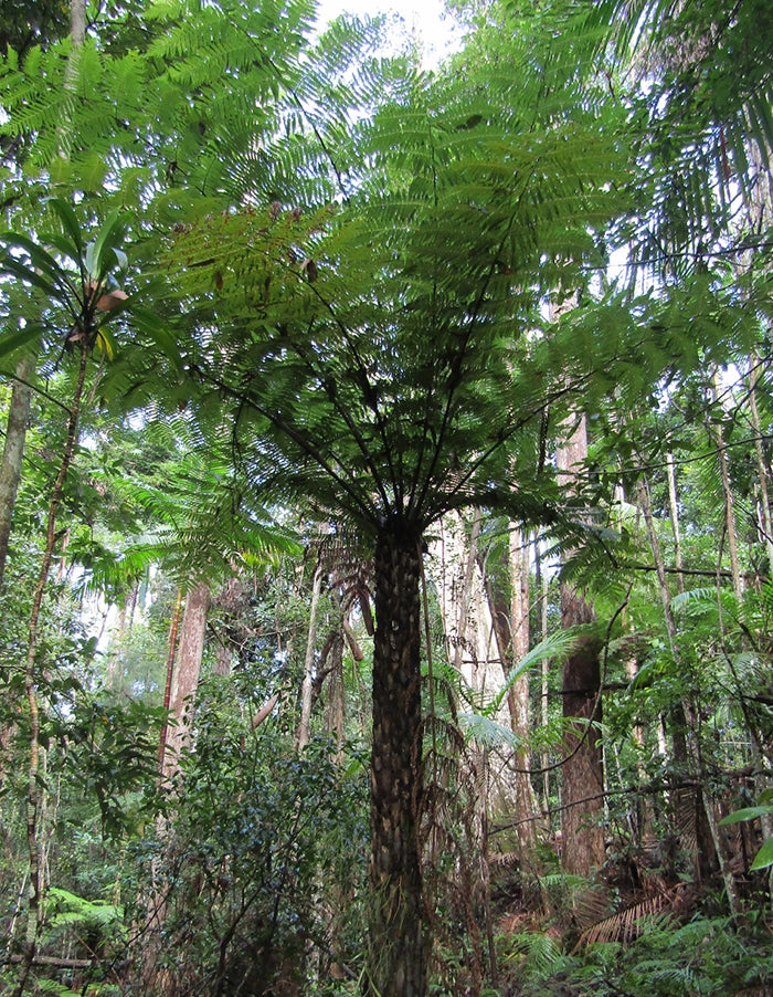 Cyathea australis - 70 litre