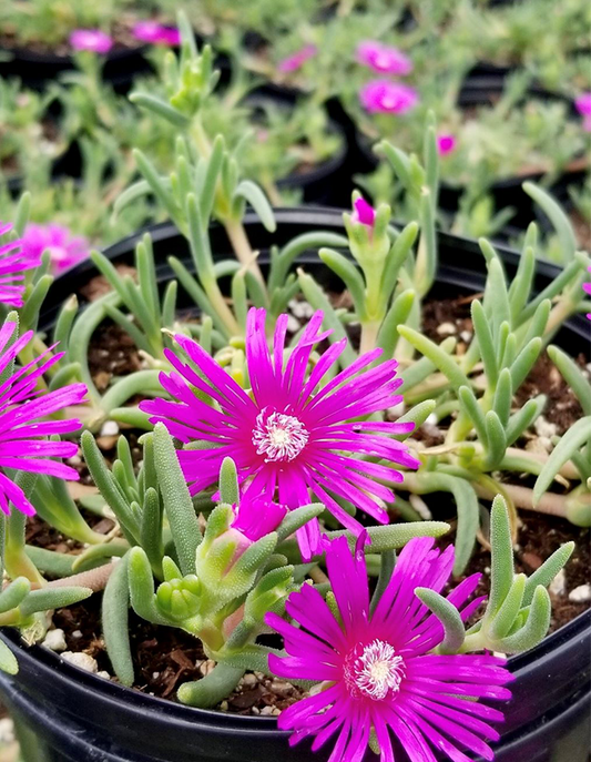 Delosperma cooperii 15cm