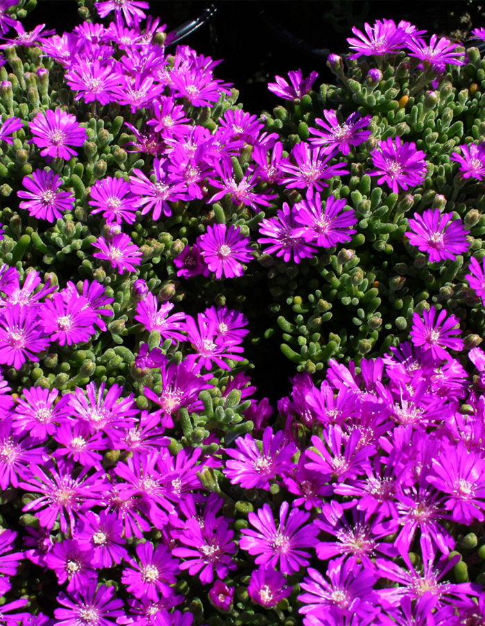 Delosperma cooperii 15cm