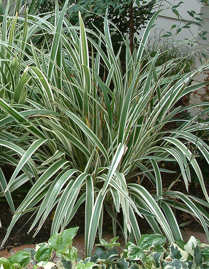 Dianella tasmanica variegated