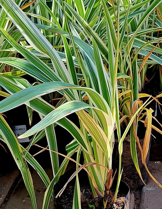 Dianella tasmanica variegated