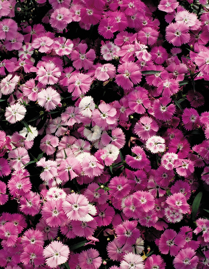 Dianthus diamond