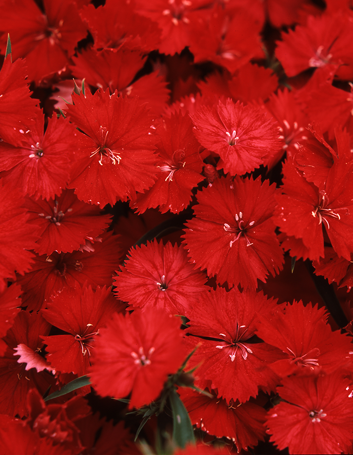 Dianthus diamond