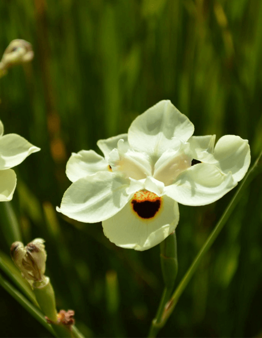 Dietes bicolor