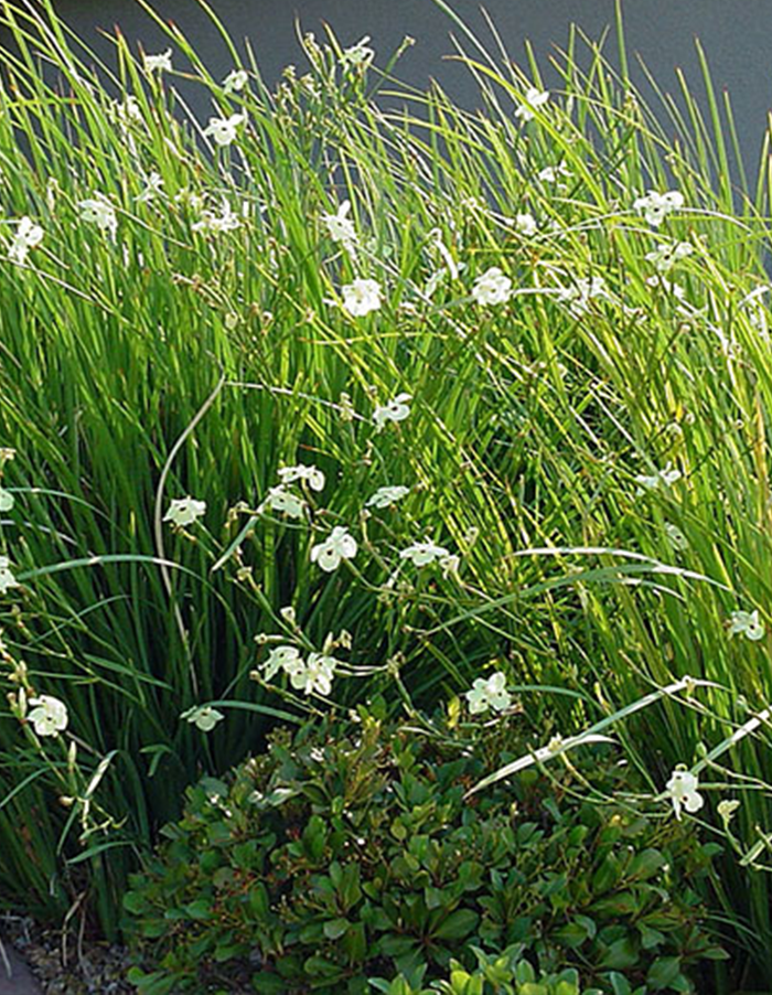 Dietes bicolor