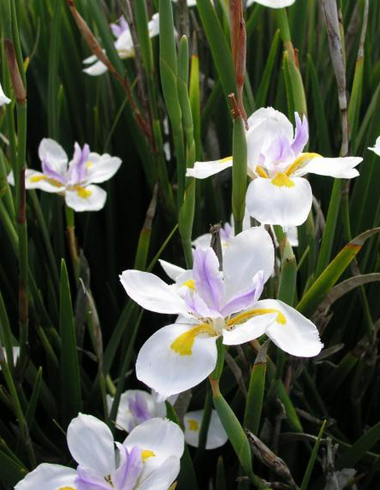 Dietes grandiflora