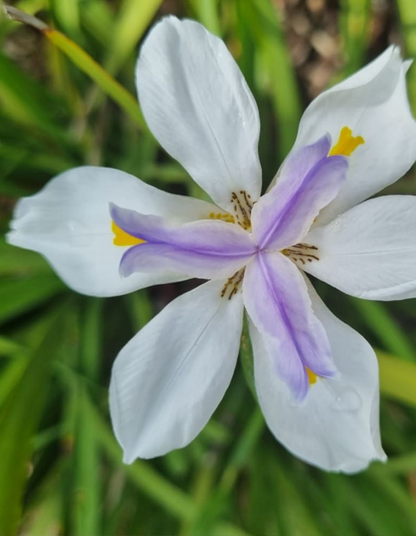 Dietes grandiflora